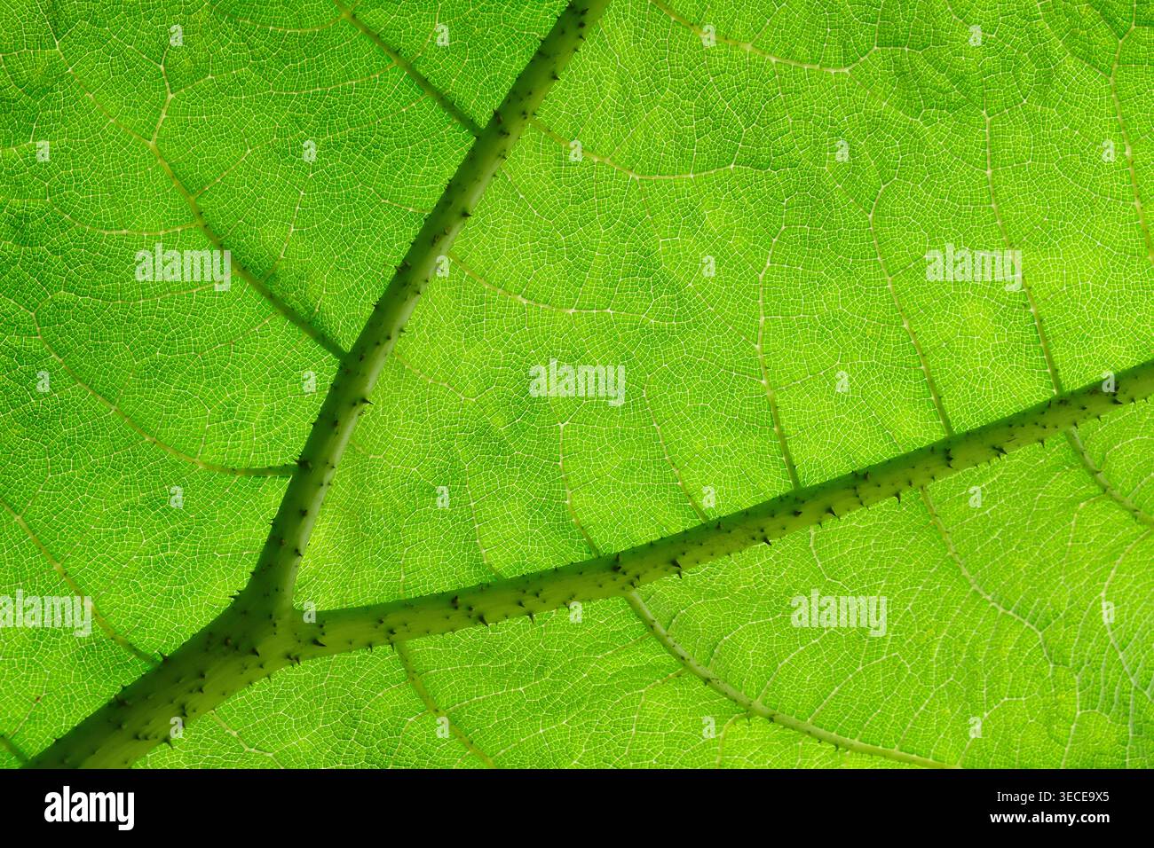 Feuille d'une plante de rhubard géante, interdite ifor vente n UK Banque D'Images