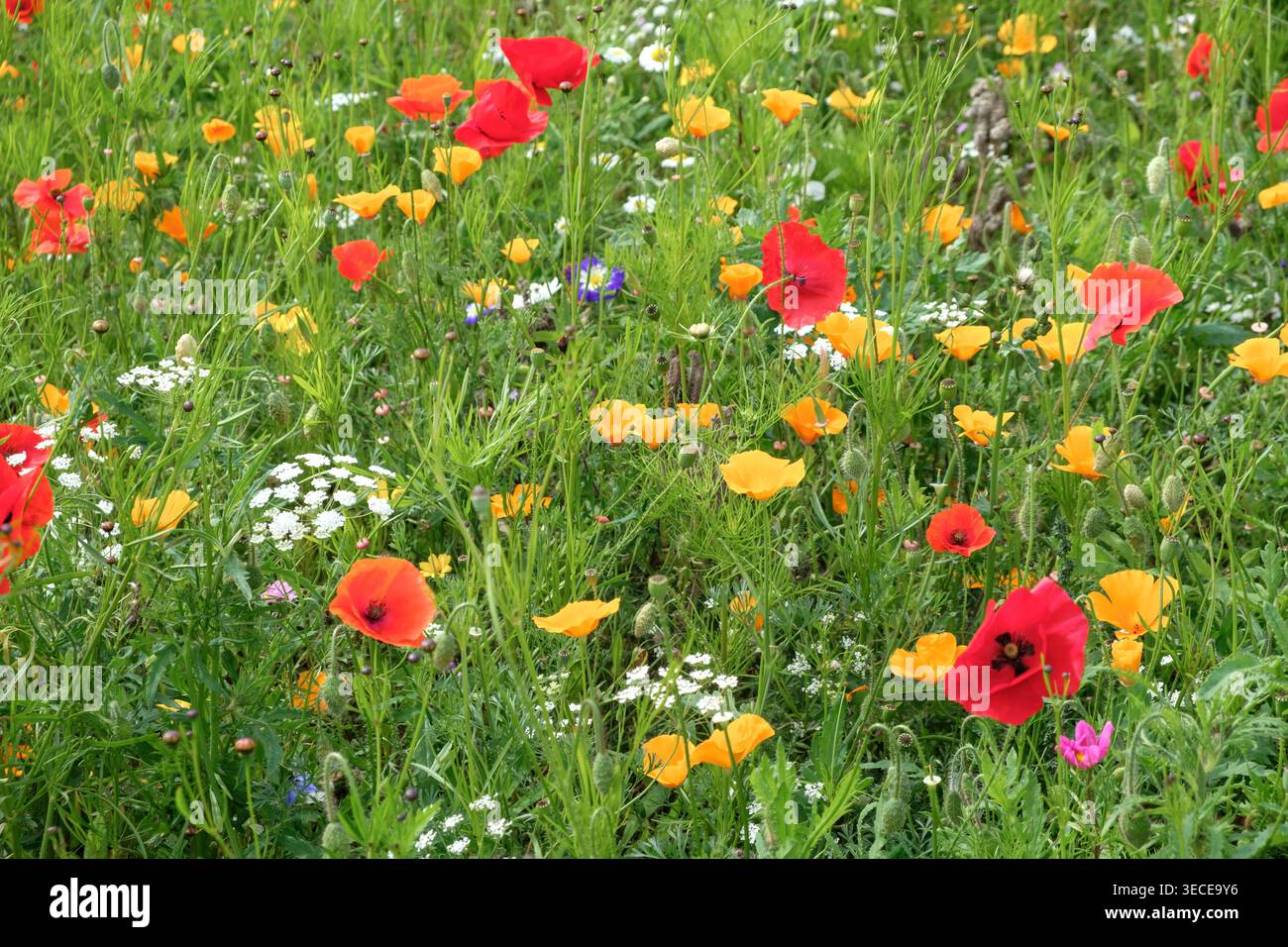Champ de fleurs sauvages en été Banque D'Images