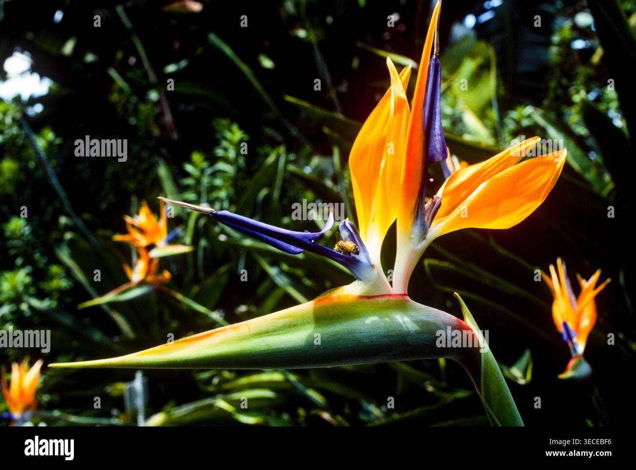 Strelitzia reginae, qui ressemble fortement à un oiseau en vol, est originaire d'Afrique du Sud, mais largement cultivé à Hawaï, y compris ici Maui. Il est apprécié pour l'aménagement paysager parce qu'il est dur, architectural et à longue floraison Banque D'Images