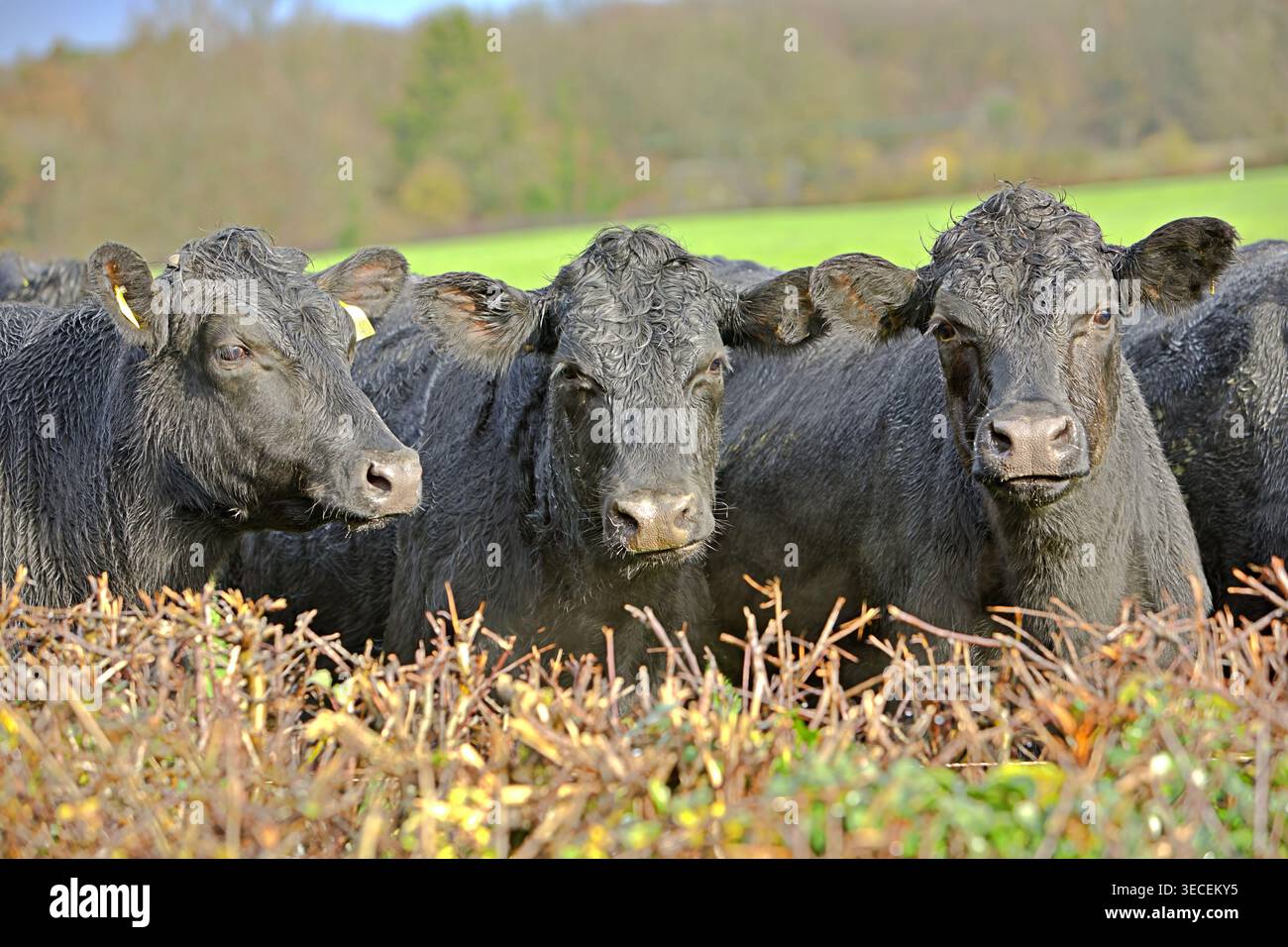 Bovins de boucherie scrutant une haie Banque D'Images