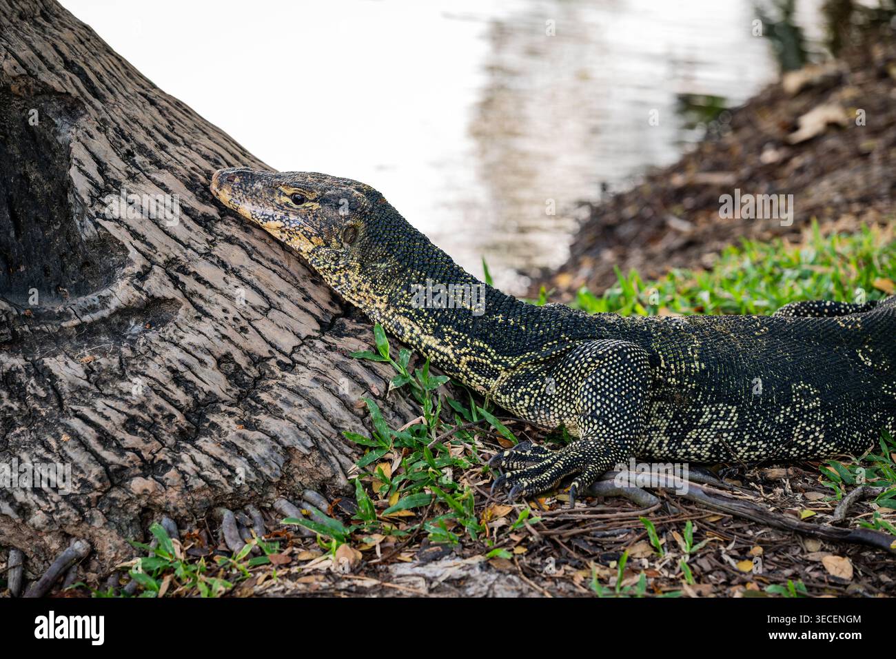 Lézard de surveillance de l'eau asiatique (Varanus Salvator) dans le parc Lumphini, Bangkok, Thaïlande Banque D'Images