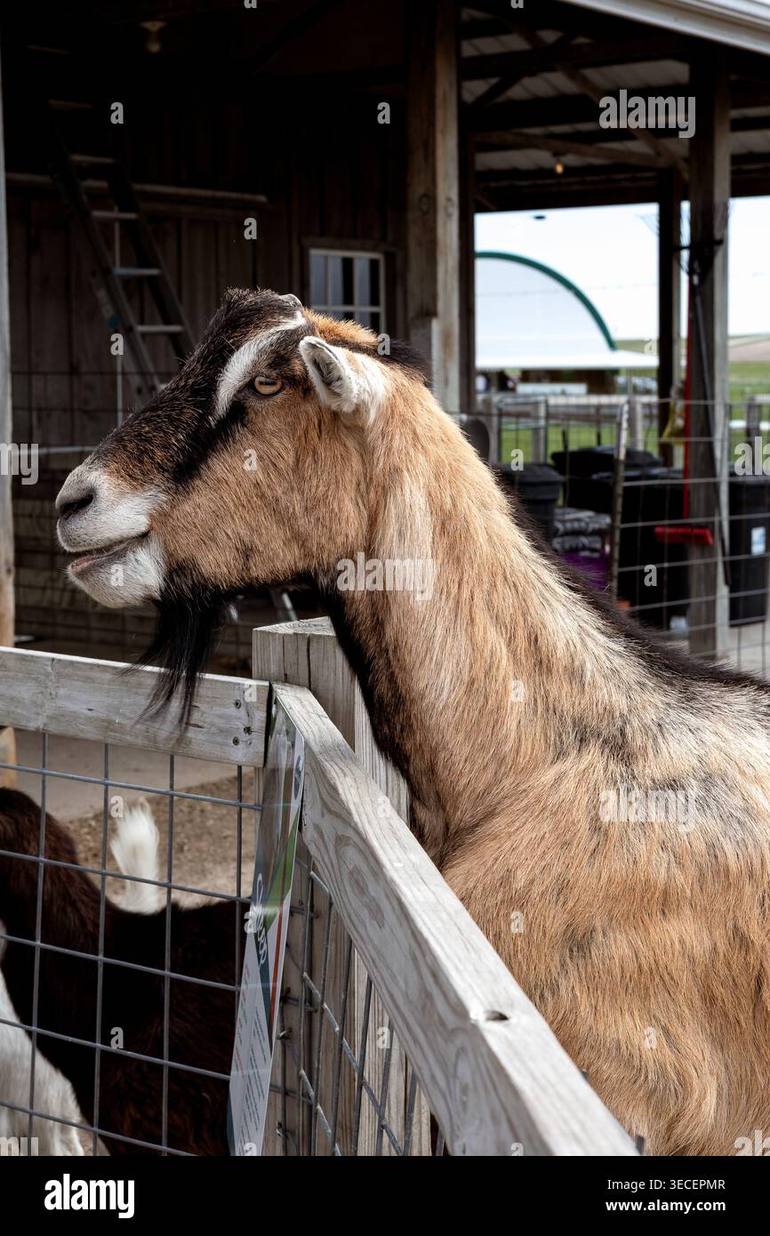 Atkins, Iowa, États-Unis - 26 avril 2026 : Bloomsbury Farm Goat Banque D'Images