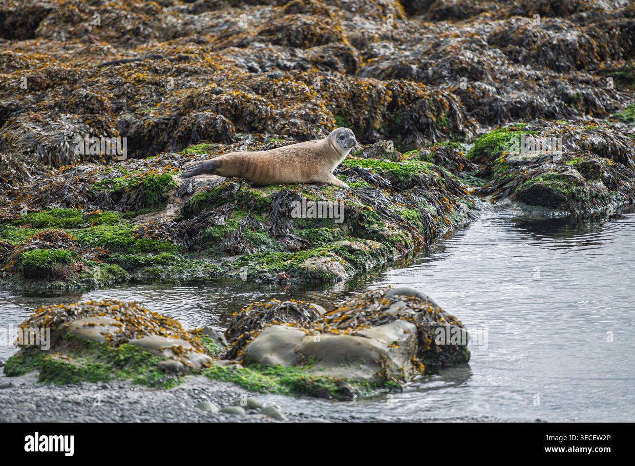 Phoque reposant sur des roches recouvertes d'algues près de l'île de Grímsey dans le fjord de Steingrímsfjörður, Westfjords, Islande Banque D'Images
