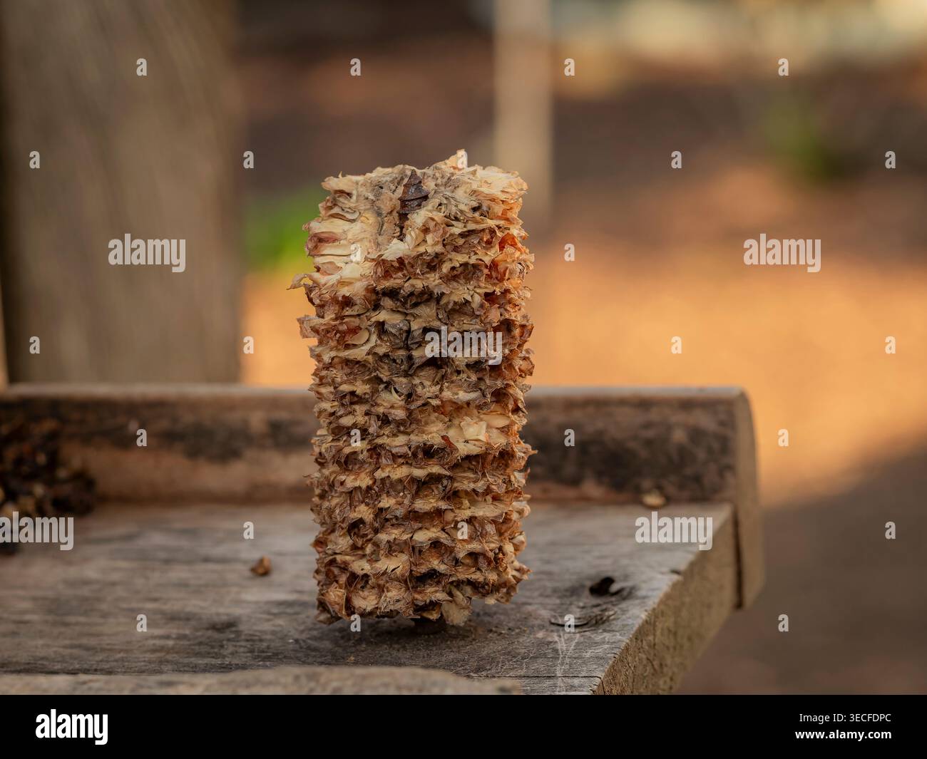Macro photographie verticale d'un épi de maïs séché dépouillé de grains assis sur une plate-forme d'alimentation en bois altérée pour oiseaux avec un fond flou doux Banque D'Images
