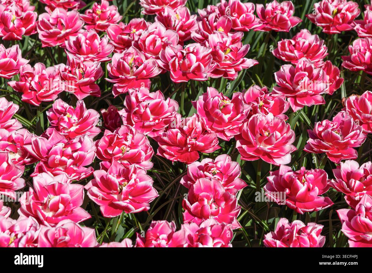 Une texture très dense et unique de belles tulipes roses Banque D'Images