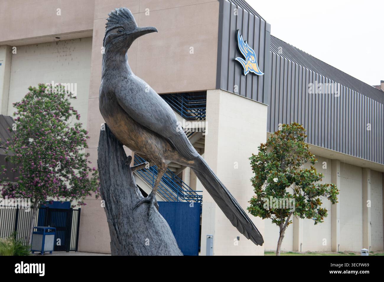 Une statue en bronze d'un coureur de route, la mascotte de l'école, dans Harvey Hall Plaza sur le campus de l'Université d'État de Californie Bakersfield. Banque D'Images