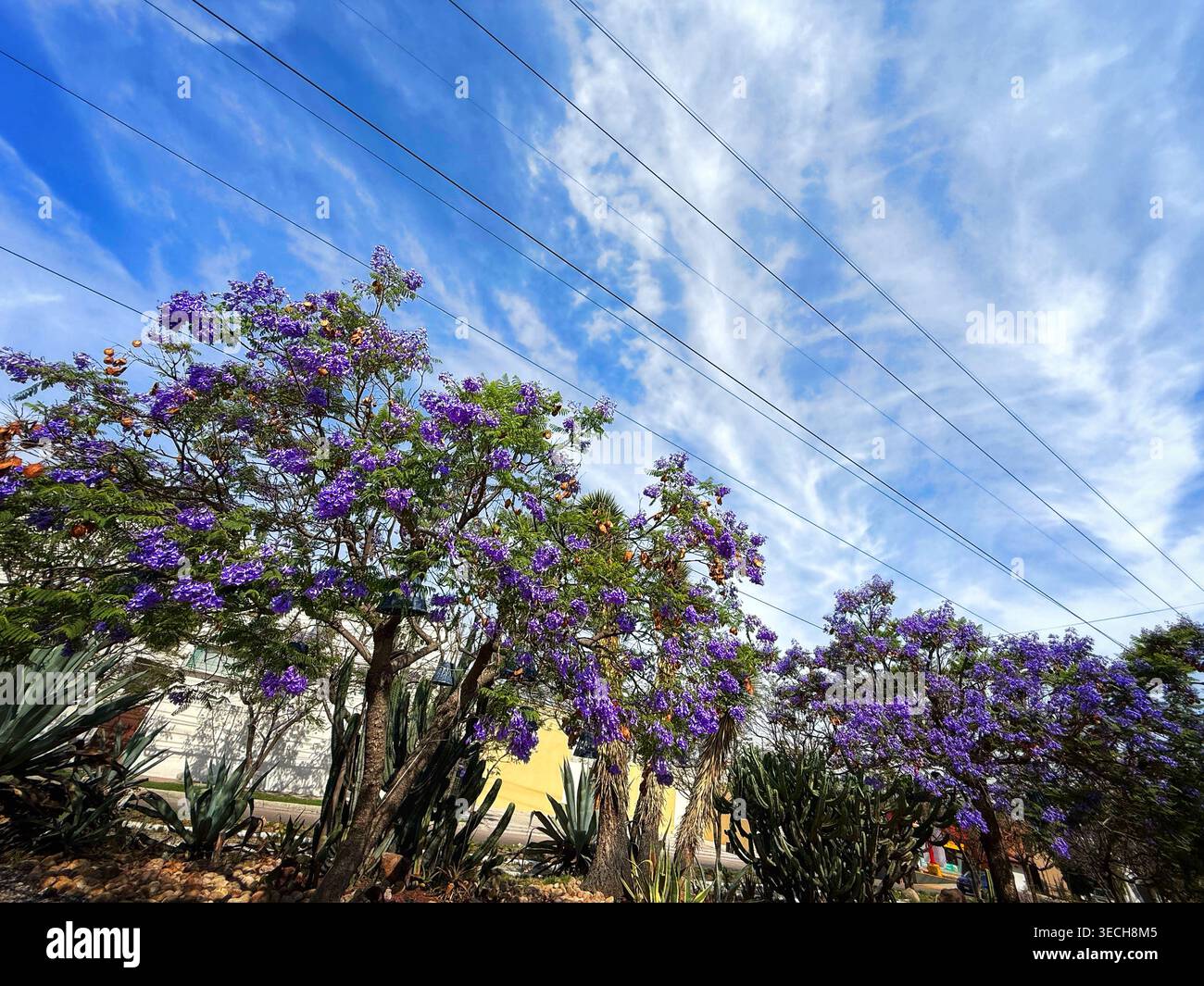 Vue en bas angle des jacaranda violets en fleurs et des plantes du désert contre un ciel bleu vif avec des nuages sinueux et des lignes électriques Banque D'Images