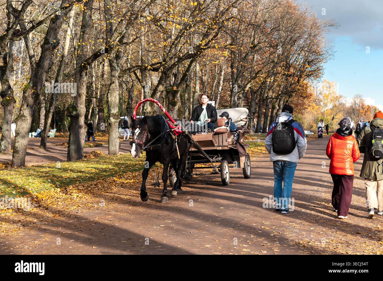 Pavlovsk, Russie, 18 octobre 2025 : les touristes montent en traîneau tiré par des chevaux le long de l'avenue principale du parc de la ville de Pavlovsk par un jour d'automne ensoleillé. Banque D'Images