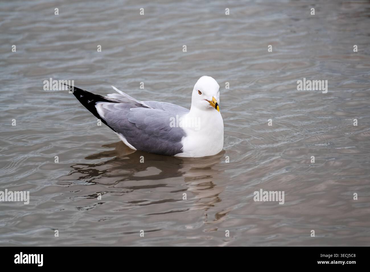Une grande mouette blanche avec des ailes grises et des plumes noires de queue écume la surface de l'eau. Banque D'Images