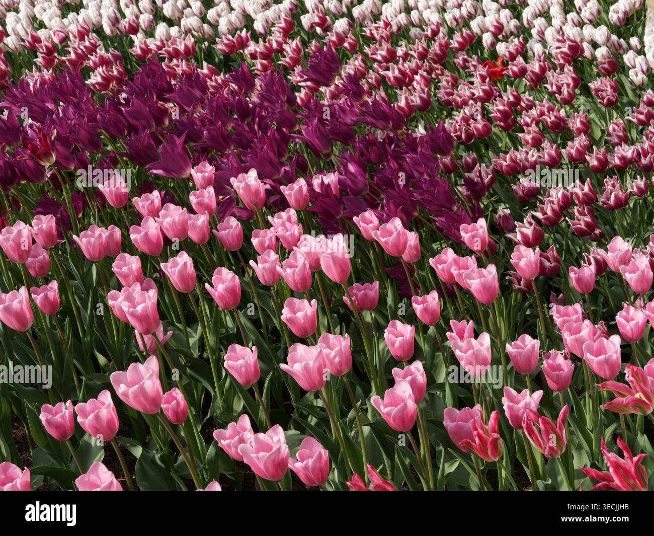 Domaine de tulipes rouges et roses Banque D'Images