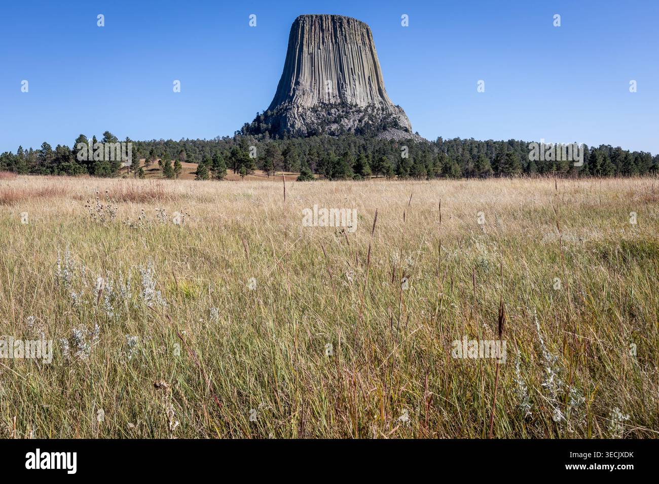 Devils Tower National Monument s'élevant au-dessus de Prairie Grass et Pi Banque D'Images