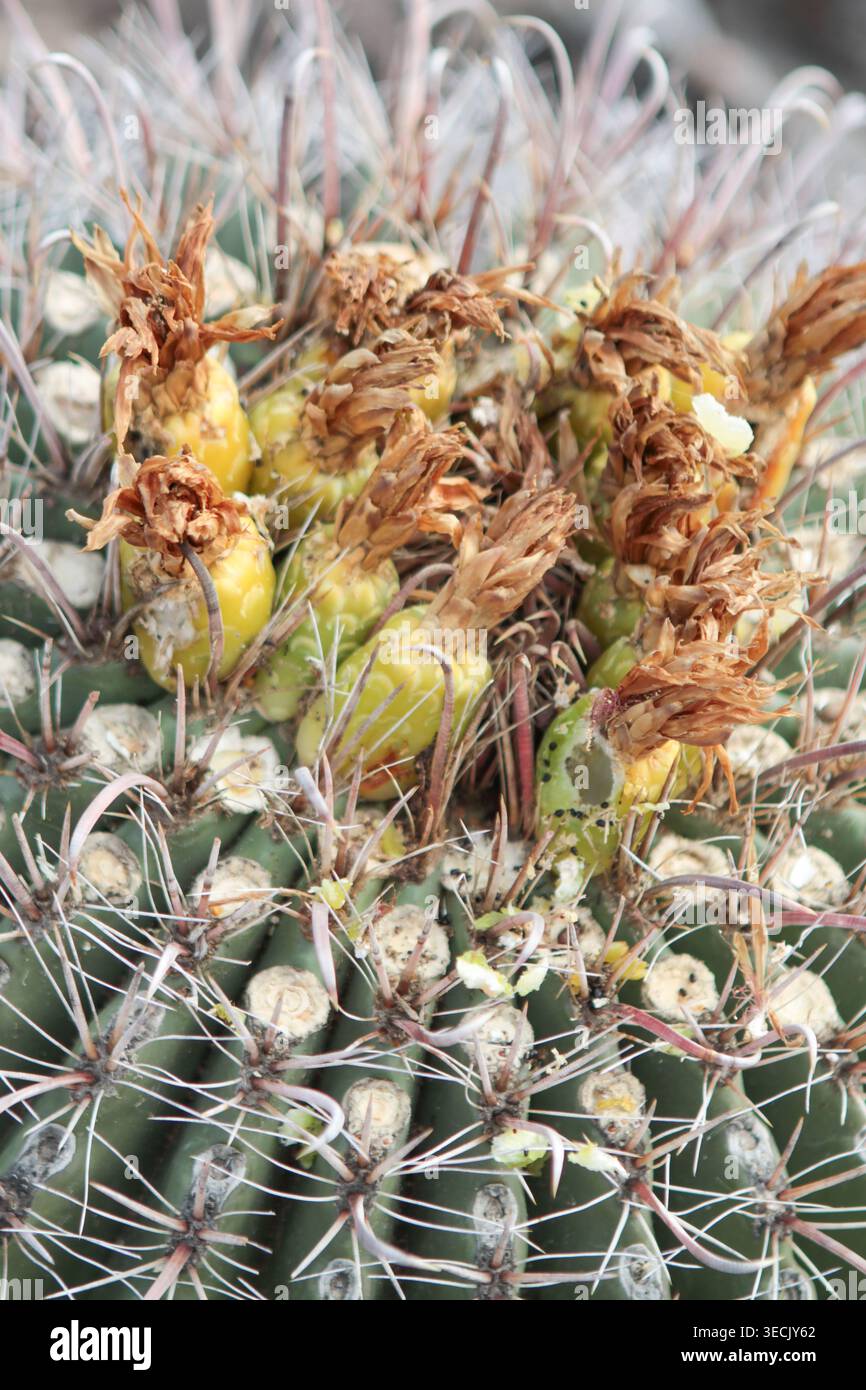 Gros plan de fruits jaunes sur un Cactus de baril d'hameçon Banque D'Images