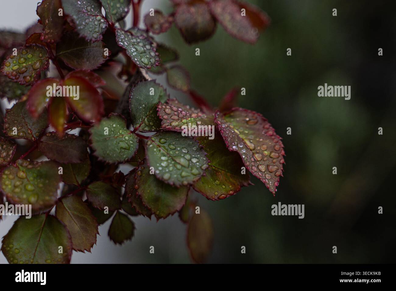 Gros plan de feuilles de rose recouvertes de gouttelettes fraîches de pluie printanière, montrant des tons verts et rouges riches, un arrière-plan bokeh doux et une texture naturelle calme à l'arrière Banque D'Images