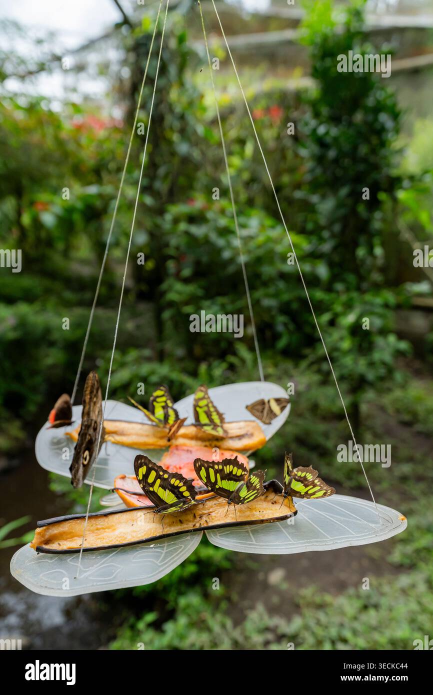 Les papillons verts malachite se rassemblent sur une mangeoire suspendue dans le jardin botanique Circasia, Antioquia, Colombie, avec un feuillage tropical luxuriant brouillé Banque D'Images