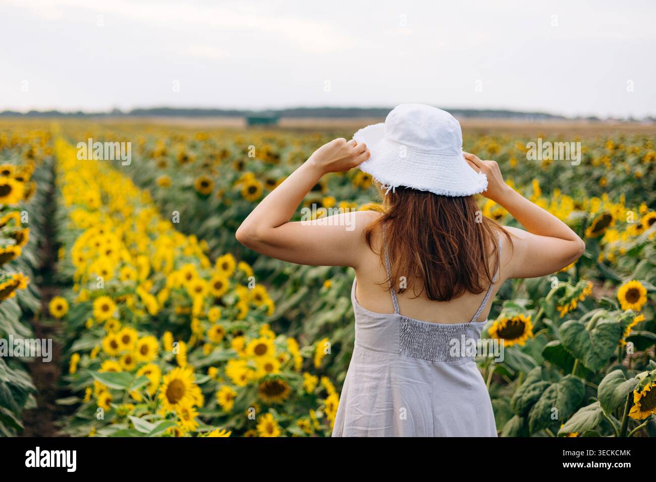 Vue arrière d'une femme dans un chapeau de soleil blanc se promenant dans un vaste champ de tournesol, profitant d'une soirée d'été calme dans la campagne avec un jaune sans fin Banque D'Images