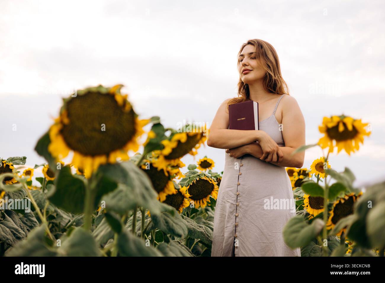 Femme sereine dans un champ de tournesol tenant une Sainte Bible à sa poitrine, les yeux fermés dans la prière et la réflexion, exprimant la foi chrétienne, l'espoir et le spiri Banque D'Images