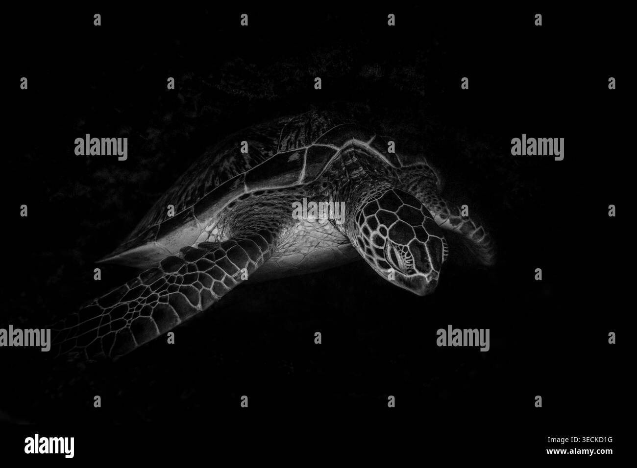 Photo sous-marine spectaculaire d'une tortue de mer glissant dans l'eau sombre de l'océan, mise en évidence par une lumière douce et des ombres profondes. Banque D'Images