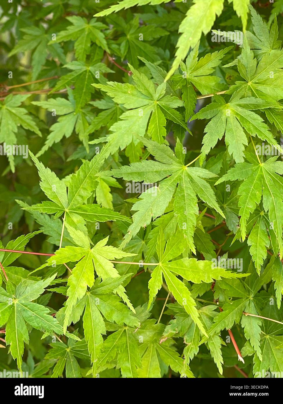 Feuilles vertes Banque D'Images