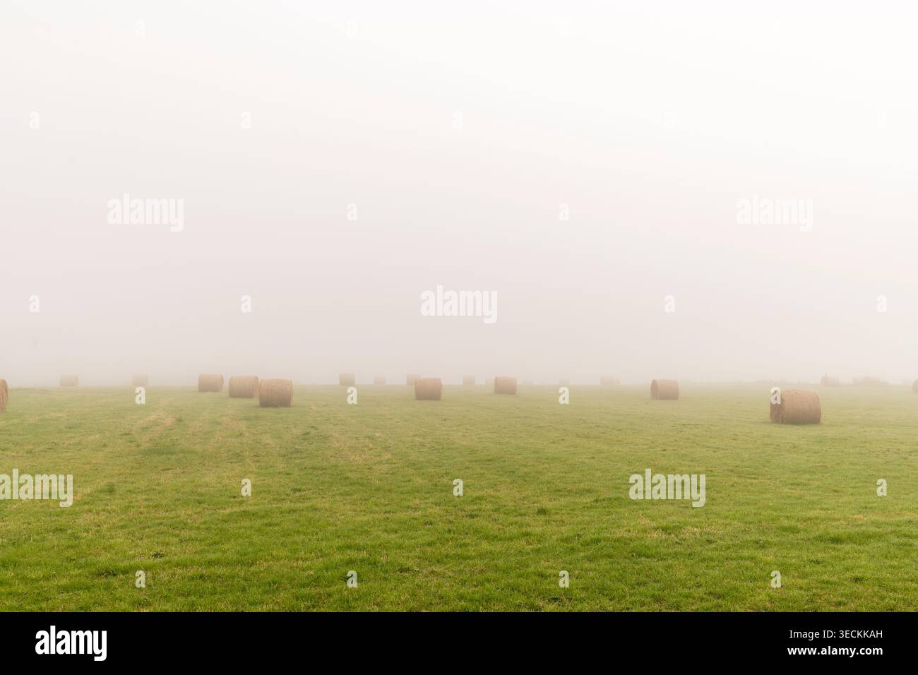 Balles de foin dans un paddock dans la brume. Banque D'Images