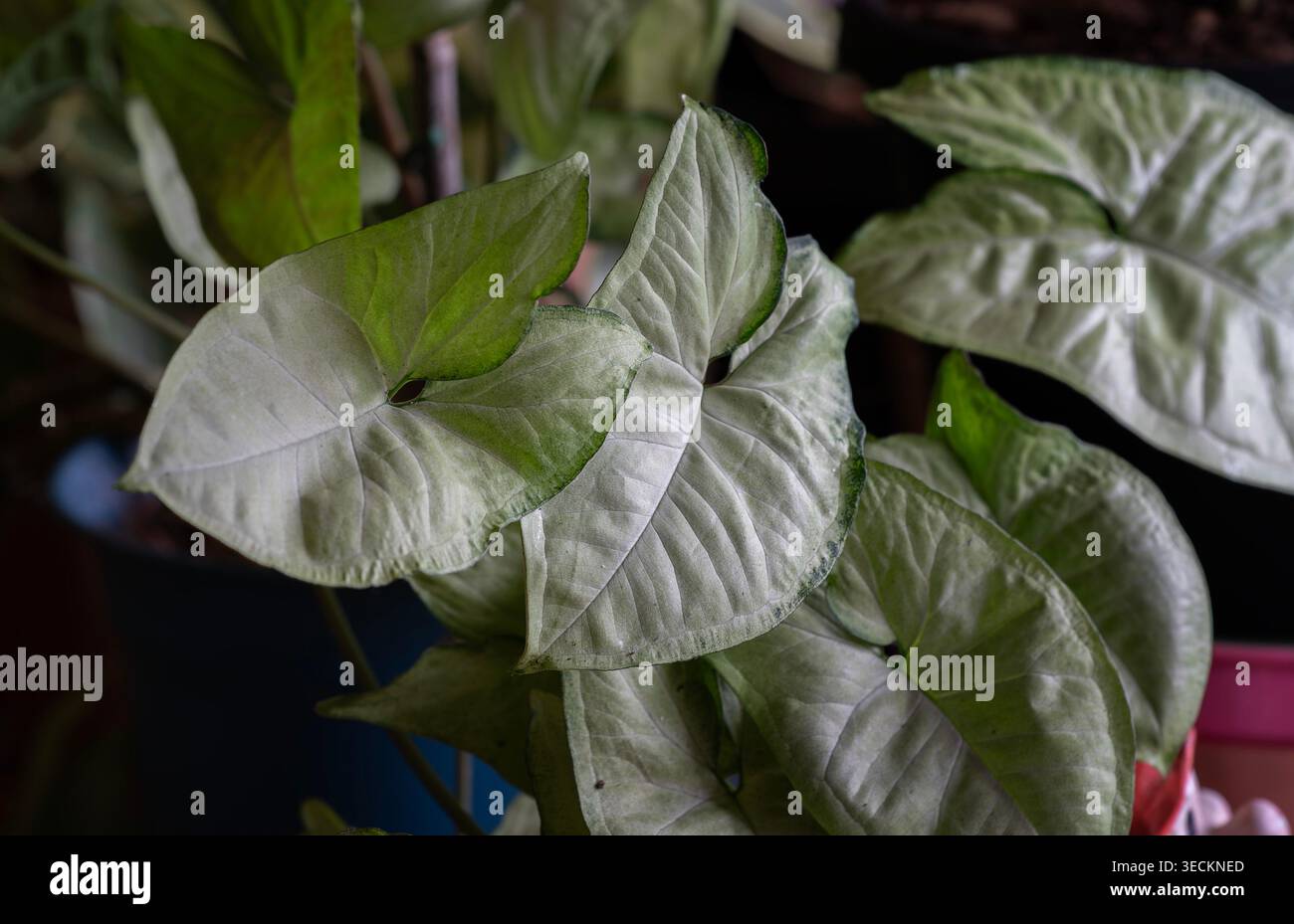 Les feuilles d'une plante d'intérieur Banque D'Images