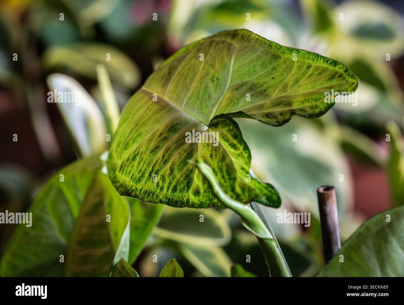Les feuilles d'une plante d'intérieur Banque D'Images