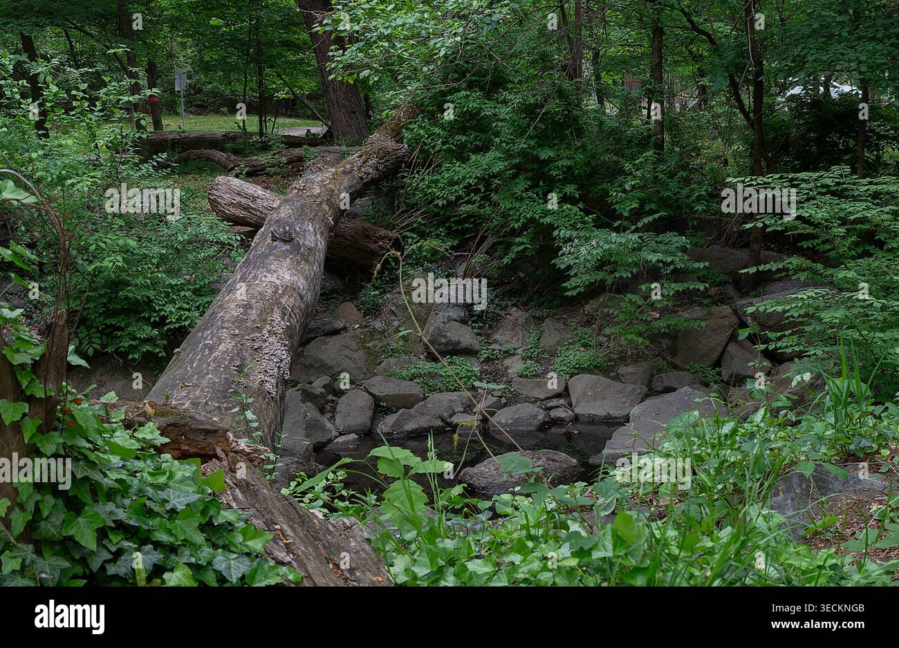 Un groupe d'arbres tombés sur le sol de la forêt Banque D'Images