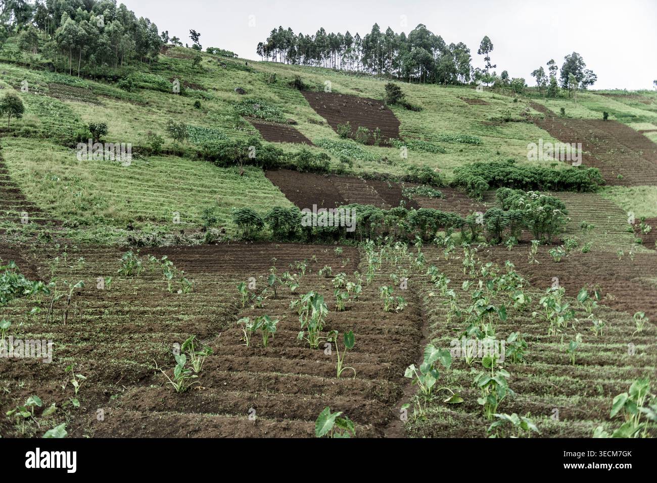 Terres agricoles cultivant de la nourriture sur des collines en terrasses à virunga, république démocratique du congo Banque D'Images