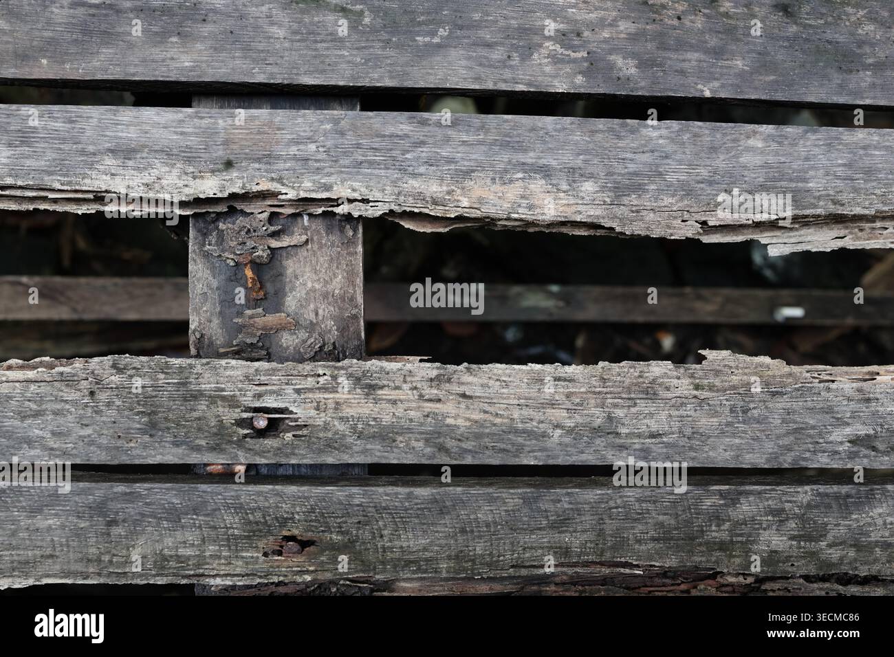 Gros plan très texturé de planches horizontales en bois altérées montrant des signes de vieillissement sévère, de pourriture et de décomposition. Banque D'Images