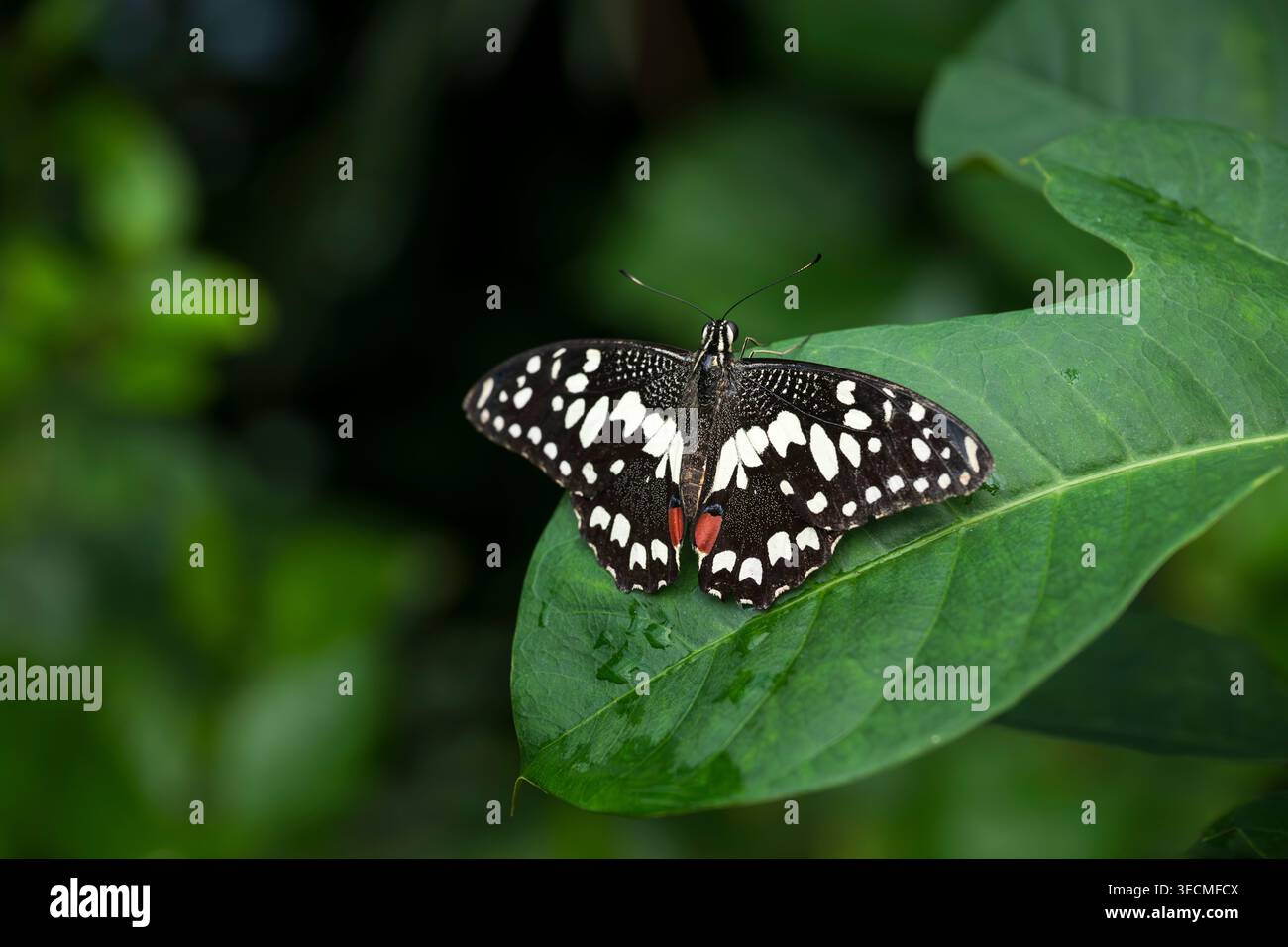 Papillon lime Swallowtail reposant sur un fond vert feuillu Banque D'Images