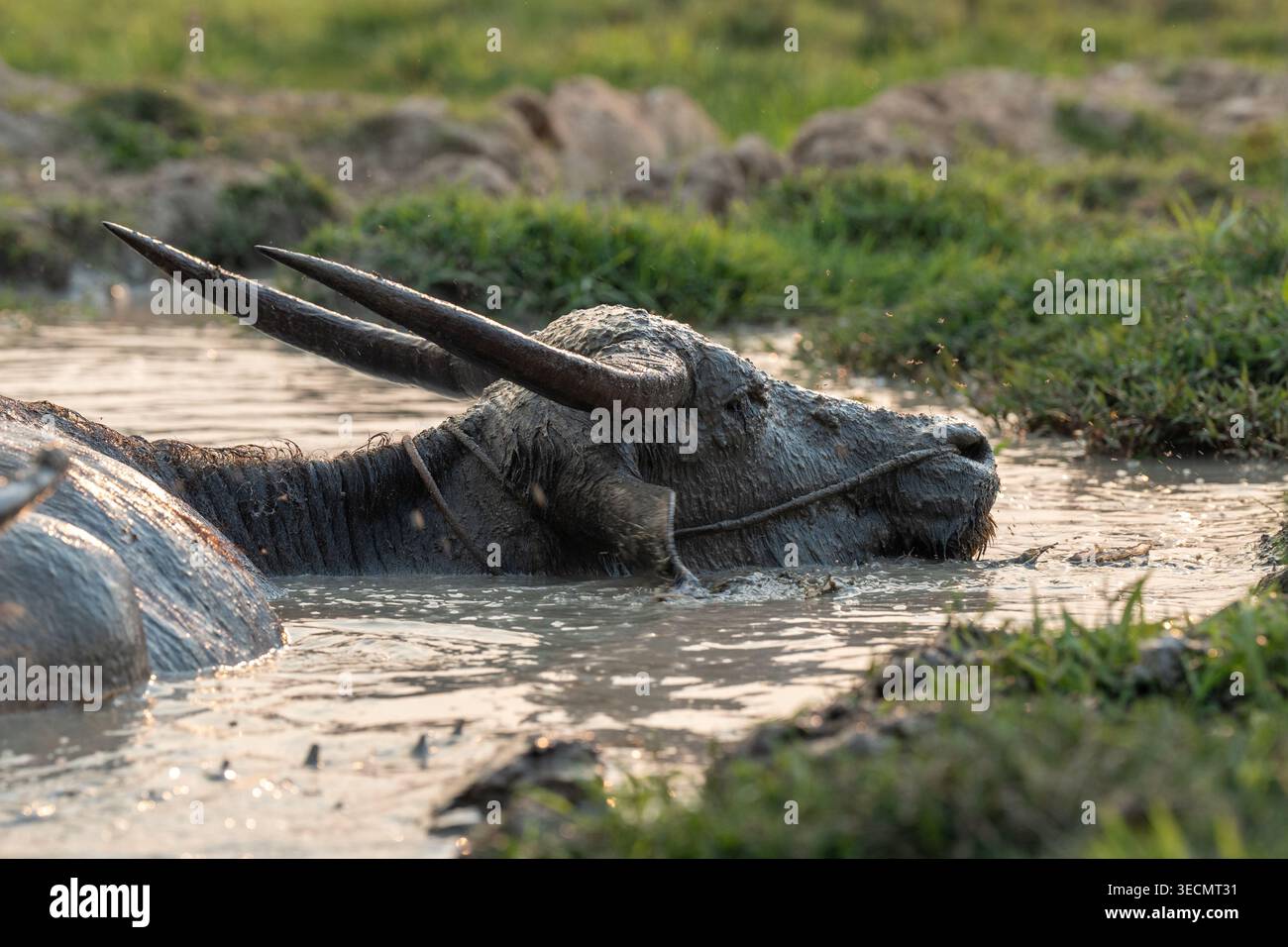 Buffle d'eau se relaxant dans un bain de boue en plein air dans le village de Thaïlande, animal de ferme se rafraîchissant dans l'eau. Banque D'Images