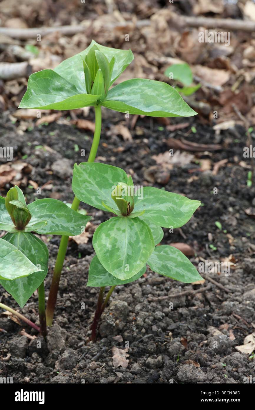 Trillium viride. Groupe de plantes wakerobin en bois marbré vert avec des fleurs au printemps. Banque D'Images
