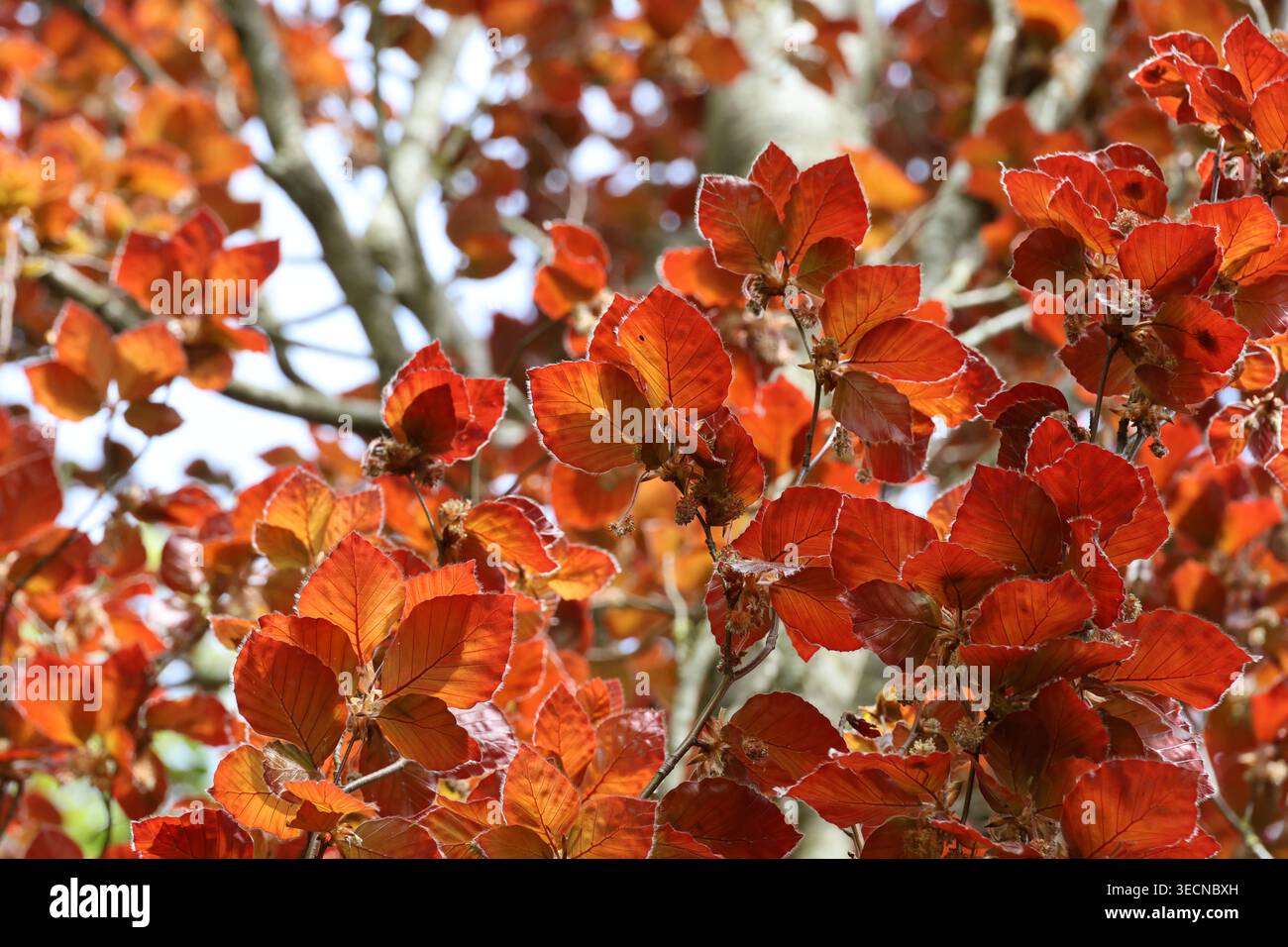 Fagus sylvatica 'Dawyck Purple'. Feuilles de hêtre violet rouge vif au début du printemps. Banque D'Images