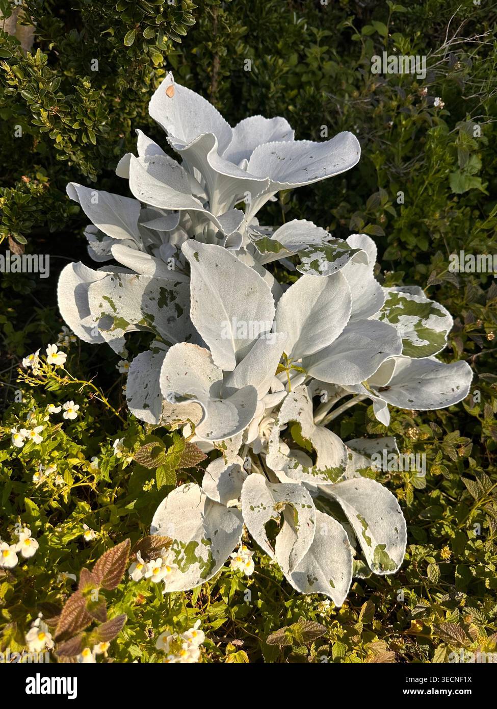 Plante Miller poussiéreuse argentée avec des feuilles texturées dans le jardin - Image de stock capturée avec un smartphone
