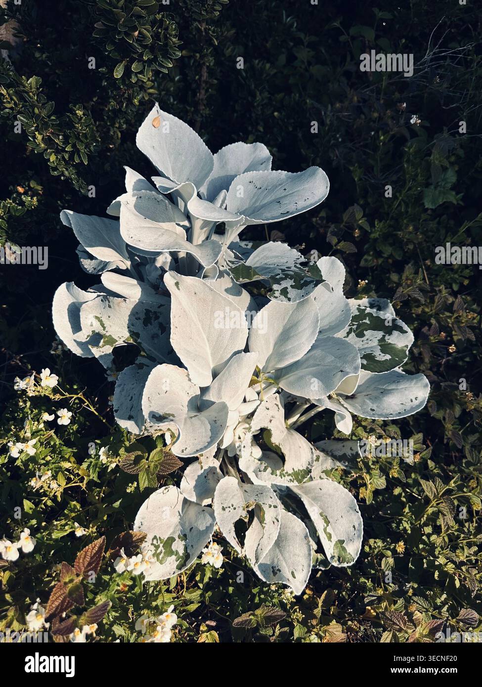 Plante Miller poussiéreuse argentée avec des feuilles texturées dans le jardin - Image de stock capturée avec un smartphone