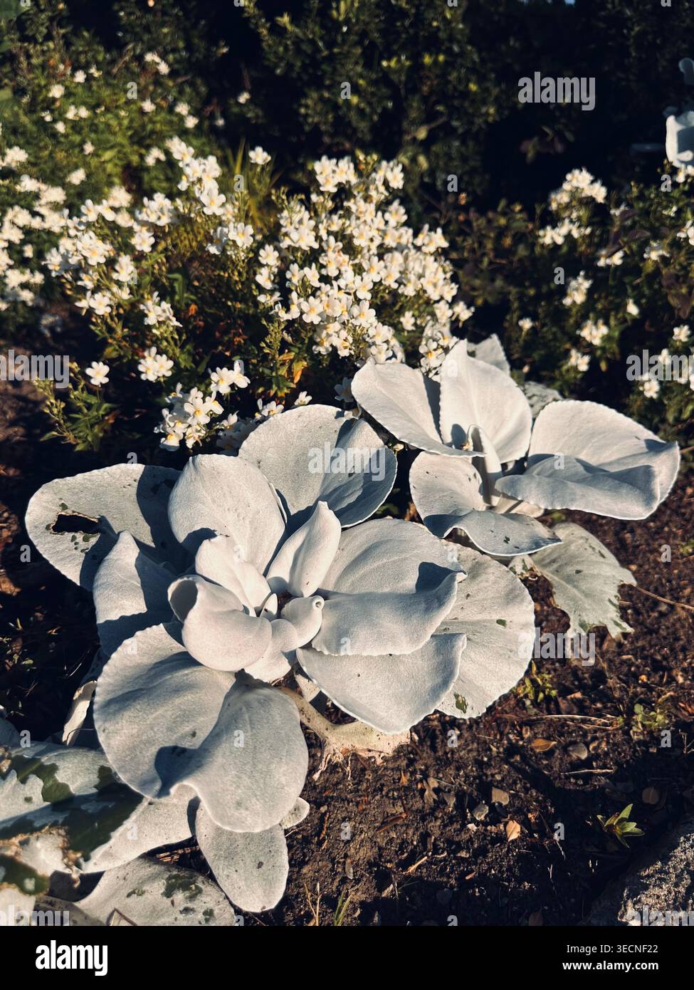 Plante Miller poussiéreuse argentée avec des feuilles texturées dans le jardin - Image de stock capturée avec un smartphone