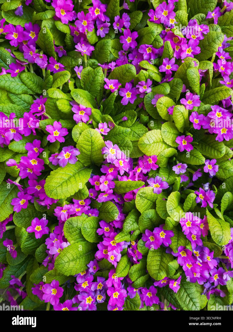 Fleurs d'Primrose violette vibrantes avec des feuilles vertes luxuriantes en gros plan dans Spring Garden Bed Banque D'Images