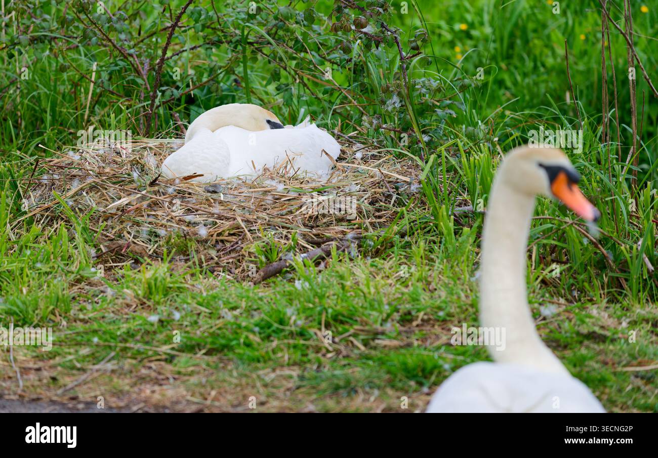 Cygne blanc (Cygnus olor) nidifiant, assis sur un nid d'œufs de cygnet, au printemps en Angleterre, Royaume-Uni. Banque D'Images