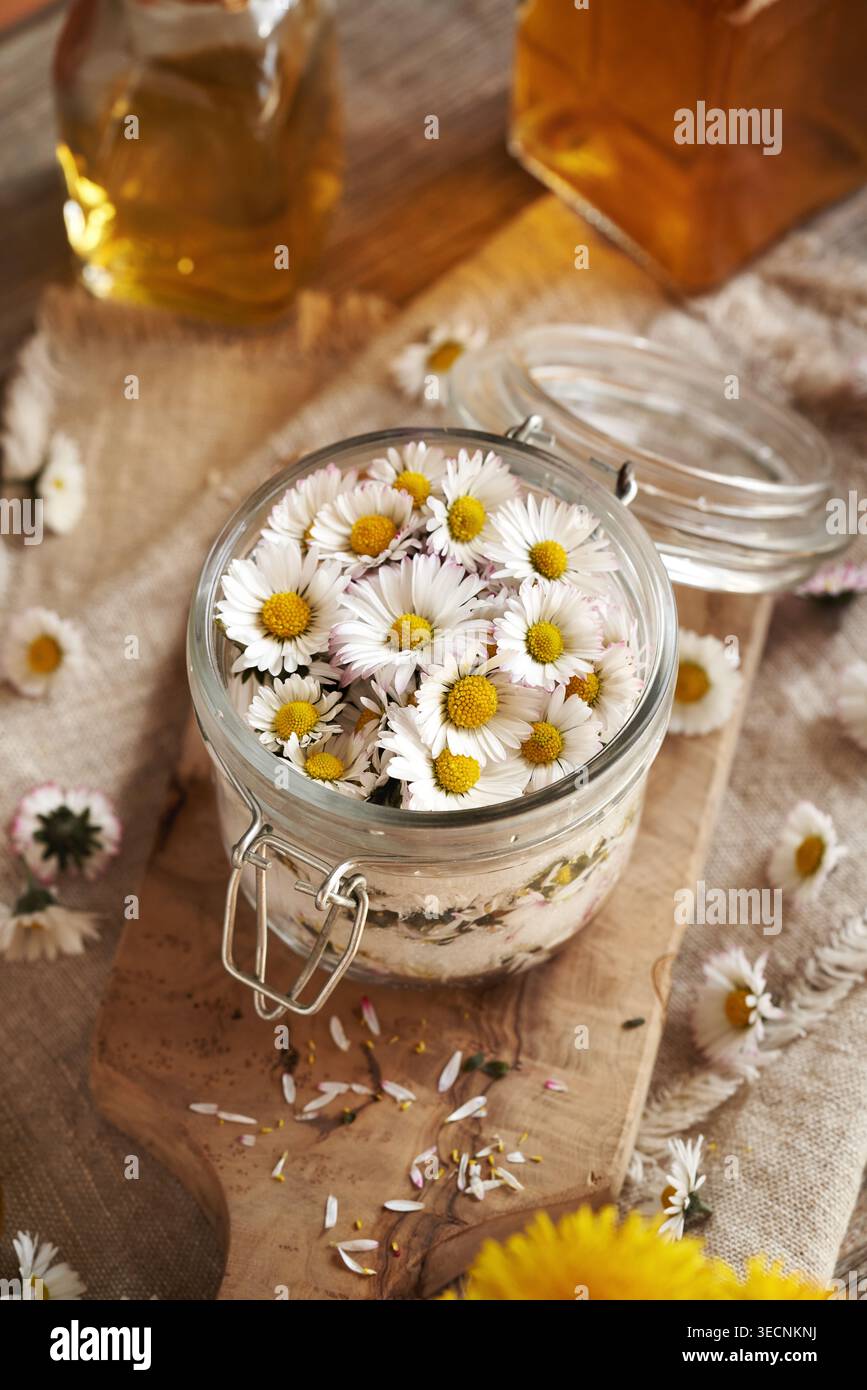 Préparation de sirop à base de plantes maison à partir de fleurs de marguerites communes et de sucre Banque D'Images