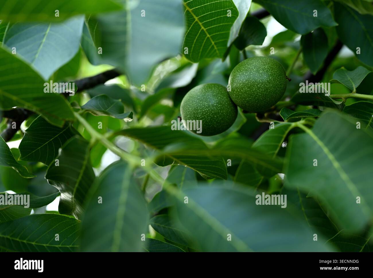 Noix vertes (Juglans regia) poussant sur une branche d'arbre en été Banque D'Images