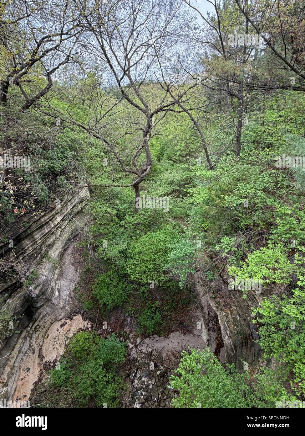 Vue sur un canyon et une forêt, au printemps, avec des arbres et des arbustes dans le parc d'État de Starved Rock, Oglesby, Illinois, États-Unis - Image de stock capturée avec un smartphone