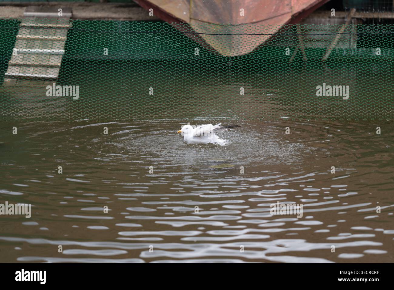 Canard éclaboussant dans l'eau trouble du quai, butinant à côté des filets verts et de la coque de bateau amarré, ondulations concentriques et gouttelettes dispersées, ambiance solitaire Banque D'Images