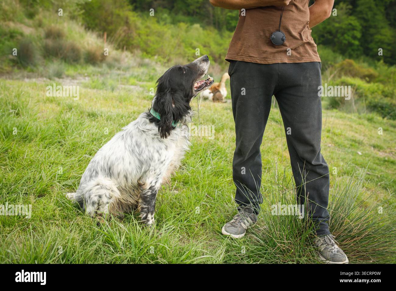 Personne dans des vêtements décontractés debout à côté du chien tacheté calme assis obéissant sur un terrain vert herbeux en été Banque D'Images