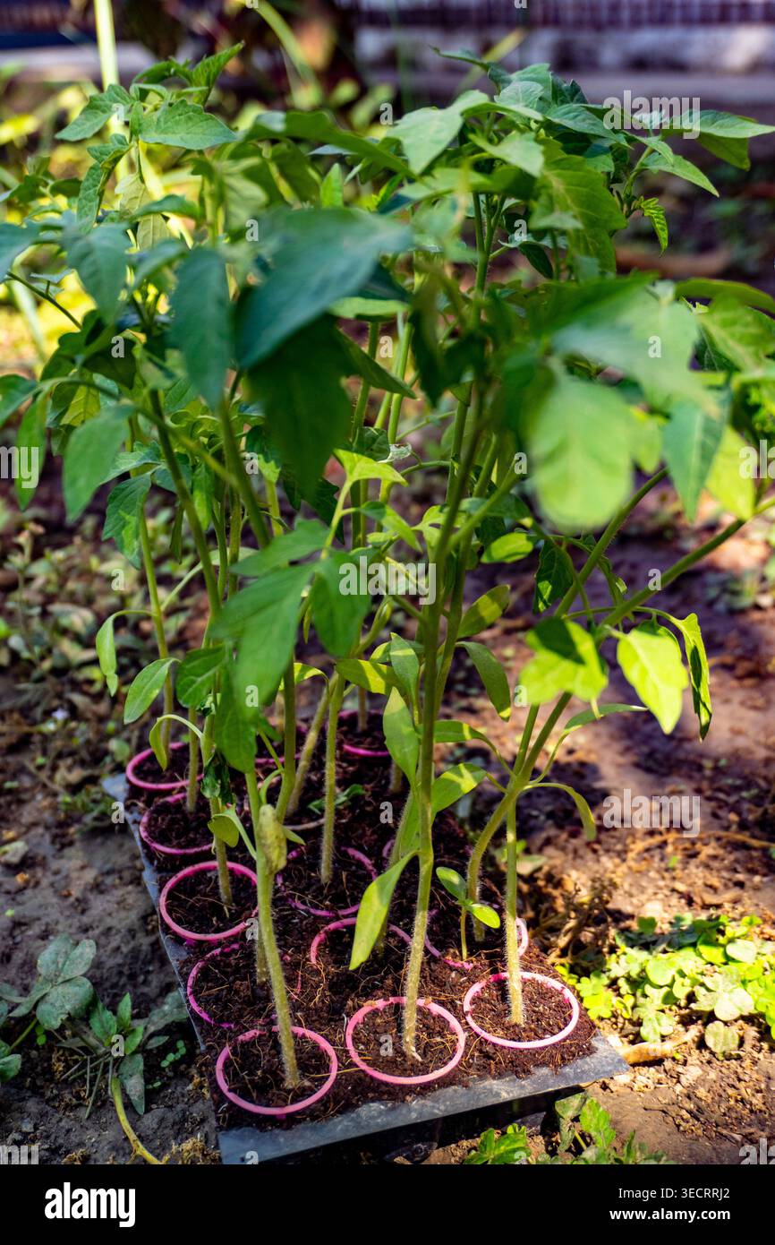Semis dans un plateau cellulaire en plastique à l'extérieur, jeunes pousses vertes de tomate avec des bouchons de racines et des marqueurs roses sur le sol, le jardinage et la propagation des plantes conc Banque D'Images
