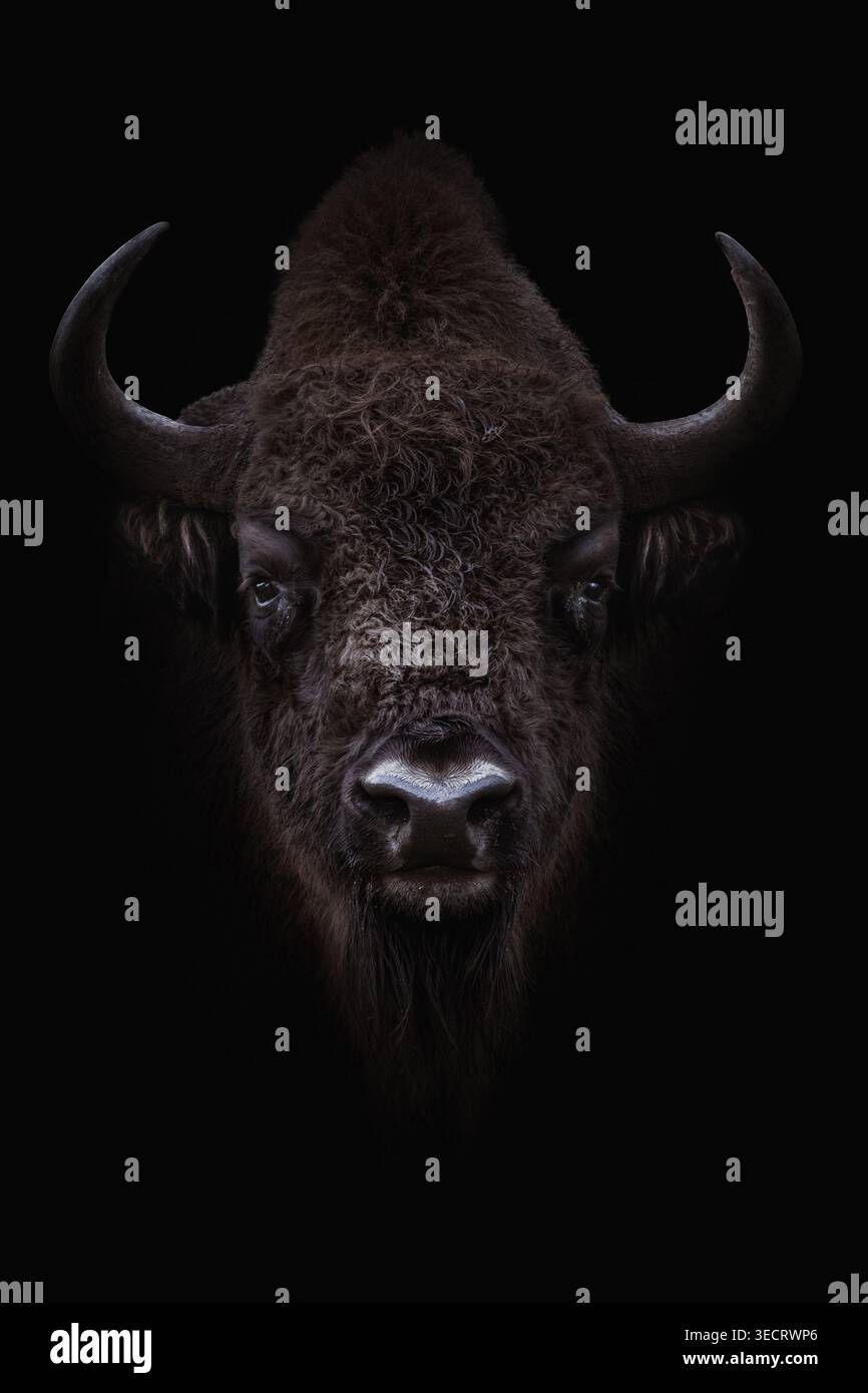 Portrait en gros plan d'un bison émergeant de l'obscurité, éclairé pour révéler une fourrure grossière, des cornes courbées et des yeux intenses. Les ombres profondes créent un w puissant et de mauvaise humeur Banque D'Images