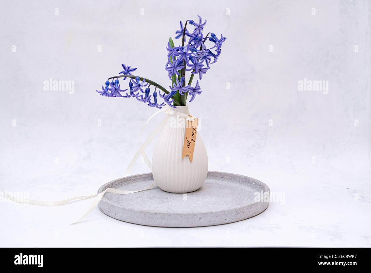 Tiges de jacinthe violettes douces dans un vase en céramique blanche sur un plateau rond en béton, stylisées avec un ruban et une étiquette cadeau de remerciement sur un fond clair et propre Banque D'Images