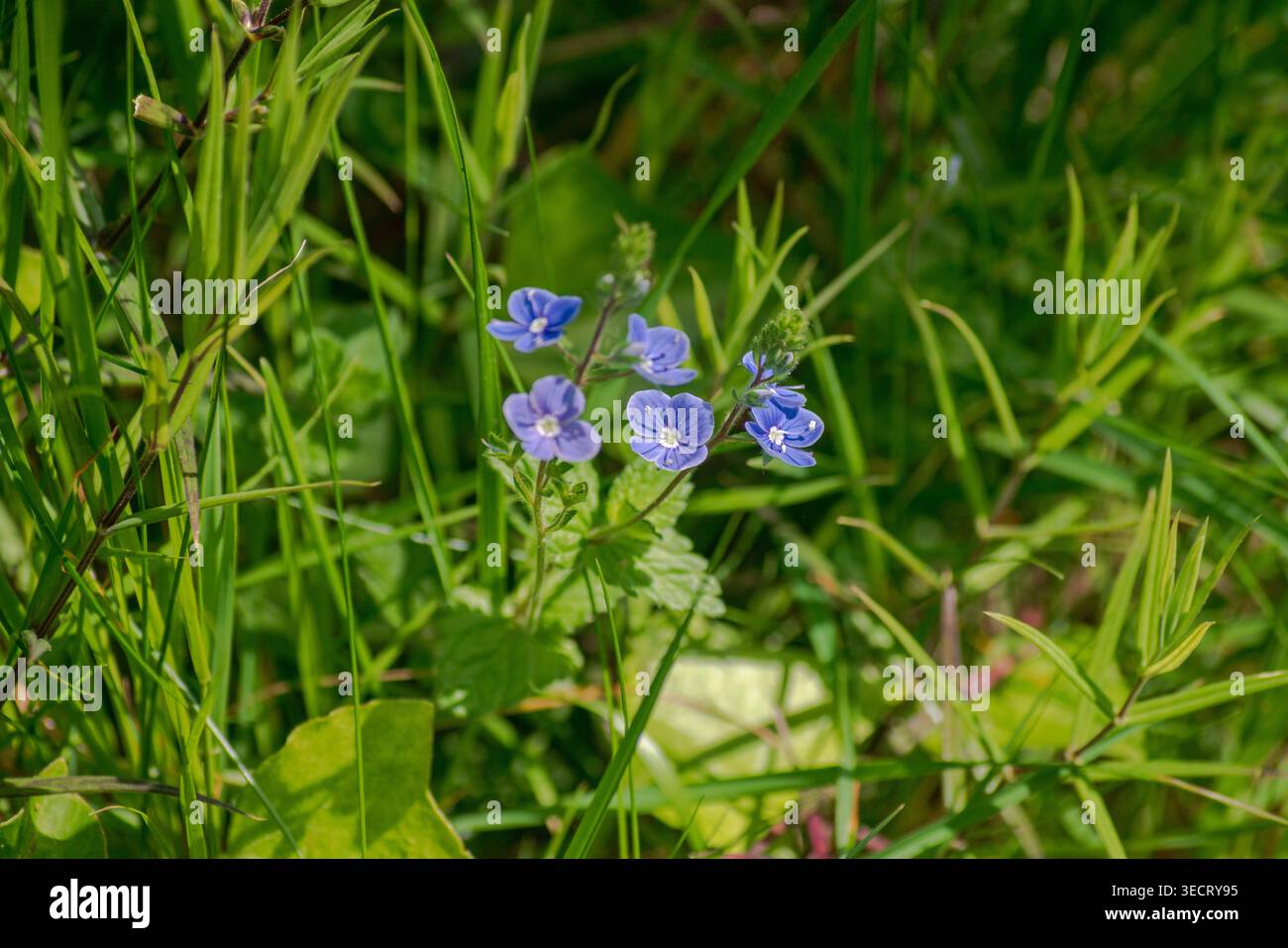 Gros plan de Germander Speedwell Wildflower dans les Cornouailles fleuries Banque D'Images