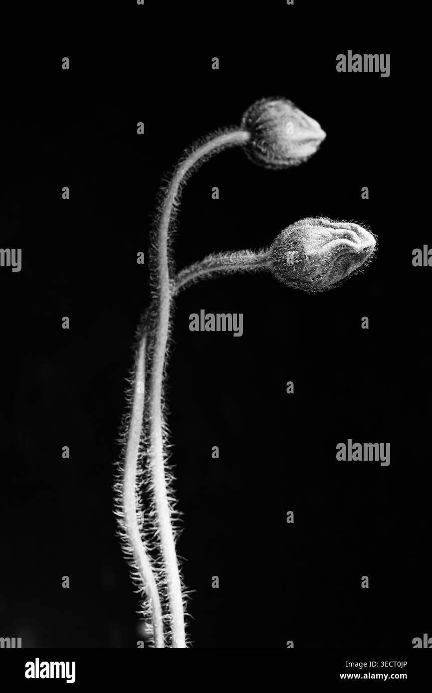 Photo botanique fine art de deux bourgeons de coquelicot sur des tiges floues, capturées dans une lumière monochrome douce sur un fond noir profond ; fleur printanière minimaliste Banque D'Images