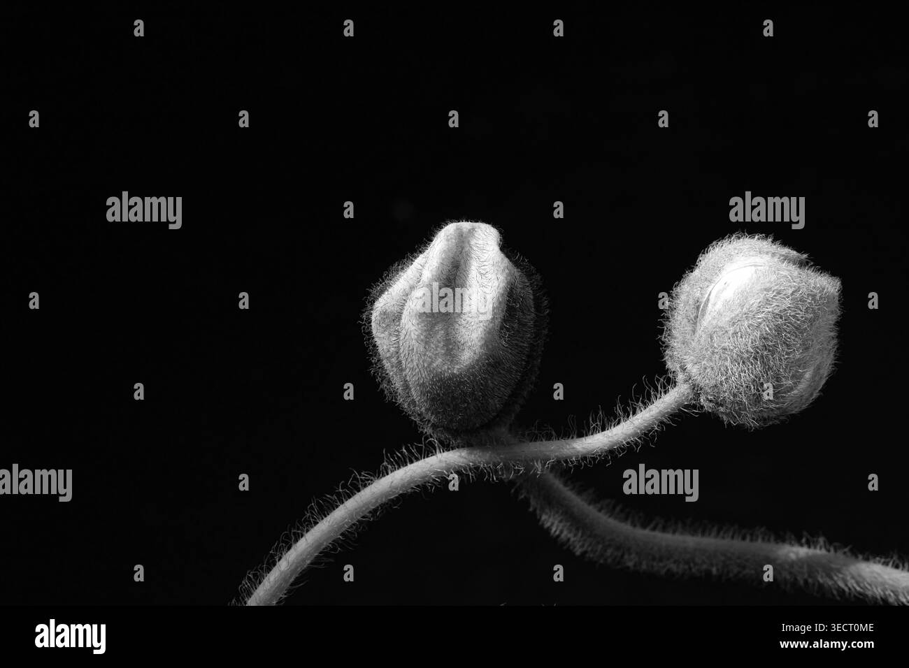 Photographie florale fine art de bourgeons de coquelicots flous sur des tiges courbes, capturées en noir et blanc dramatique avec des ombres profondes. Flot printanier botanique minimal Banque D'Images
