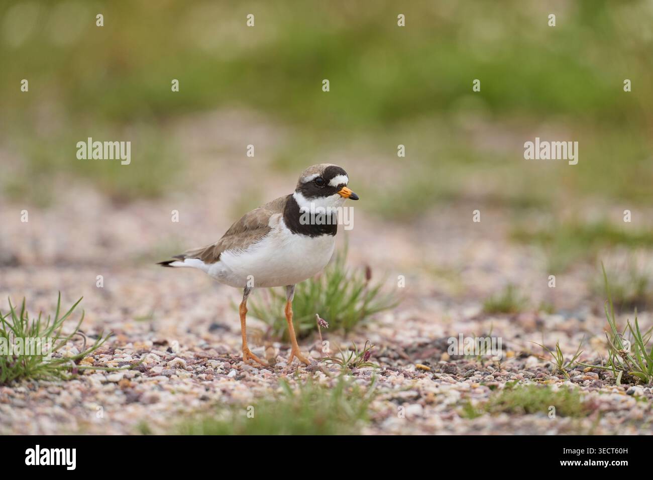 Pluvier annelé (Charadrius hiaticula) sur une piste de cheval. Vesturland, Islande. Juin Banque D'Images