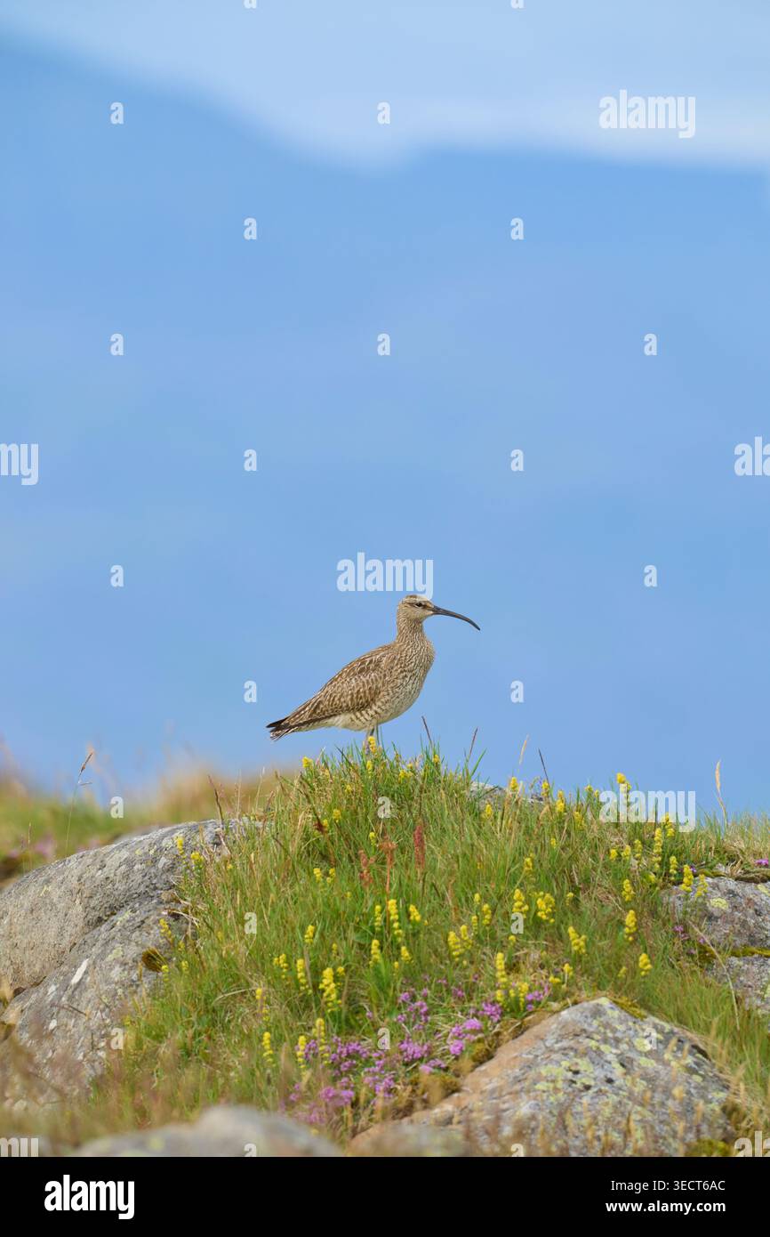 Whimbrel (Numenius phaeopus). Vesturland, Islande. Juillet Banque D'Images